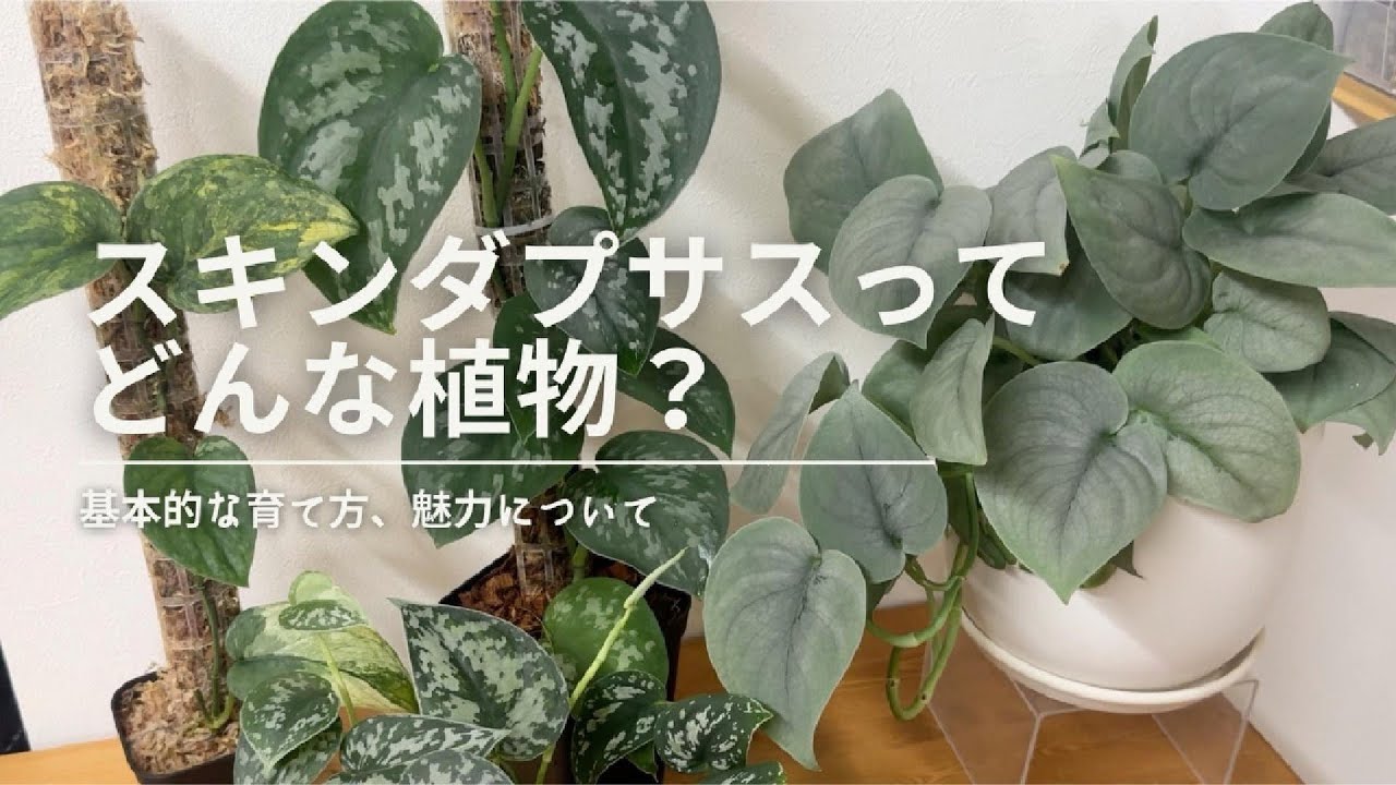 【スキンダプサスってどんな植物？】基本的な育て方や、魅力についてお伝えします！