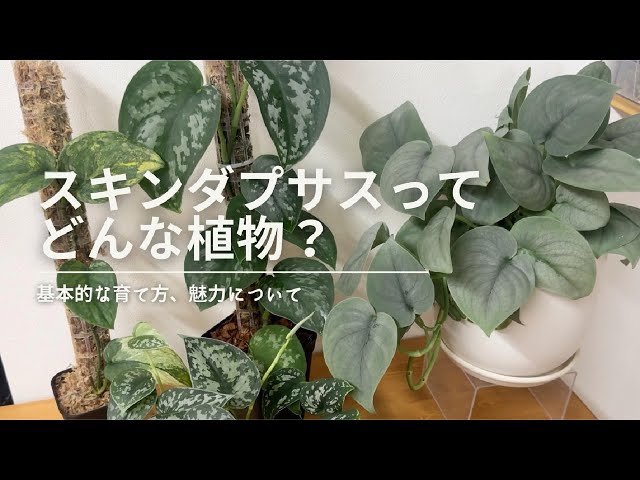 スキンダプサス ラカンビニ トップカット 1 スキンダプサス ラカンビニ