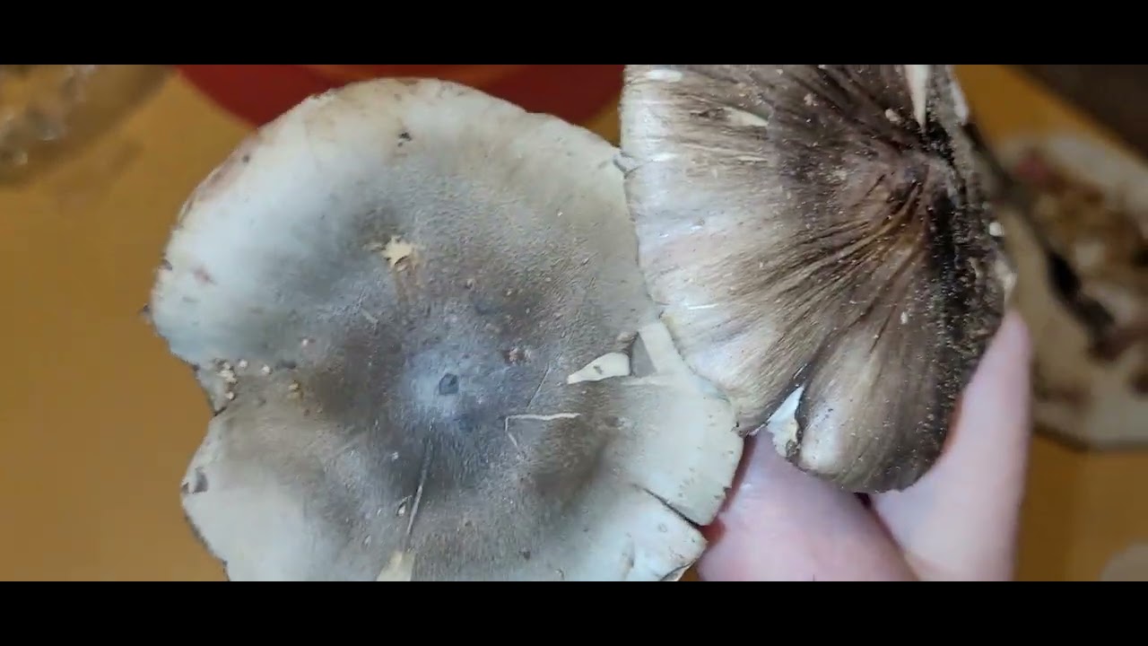 Gąska Niekształtna i Gąska Mydlana(dokładna charakterystyka tych podobnych a jednak różnych grzybów)