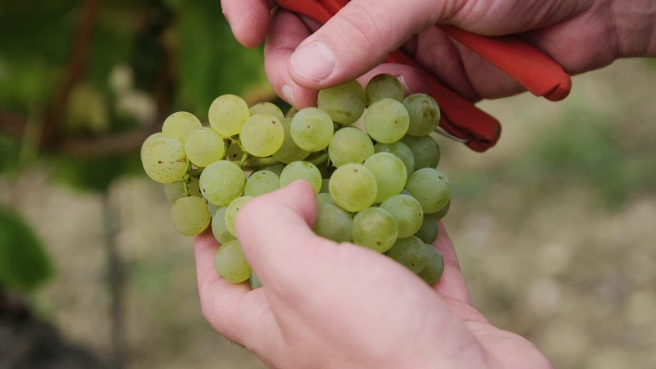 Teil 4 - Die Weinlese. Würzburger Stein-Harfe Silvaner GG
