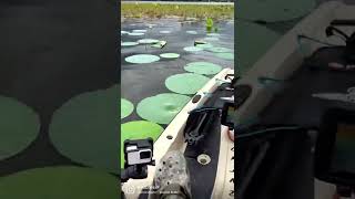 Alligator infested water on the kayak! fishing