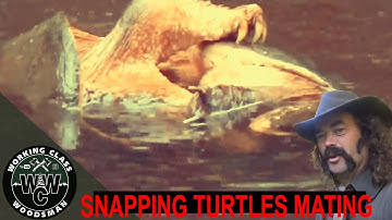 Snapping Turtles Mating