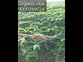 Jeeluga Cultivation Diancha Cultivation Green Manuer Crop а ња Ђа Іа Ѓа а ёа ѕа а ЃрџЊѕрџЊѕ Jeeluga Cultivation Diancha Cultivation Green Manuer Crop а ња Ђа Іа Ѓа а ёа ѕа а ЃрџЊѕрџЊѕ