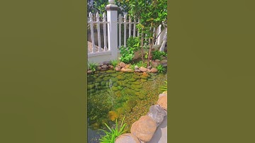 Thi Công Hồ Cá Koi đá cuội tự nhiên lót bạt HPE ,Phương Pháp  lọc tự nhiên . #landscape #cakoi#koi