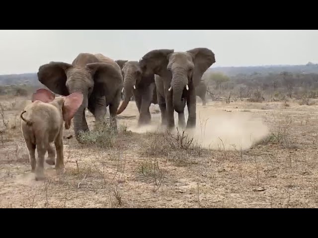 Albino Baby elephant Khanyisa's incredibly emotional greeting by the Jabulani Herd class=