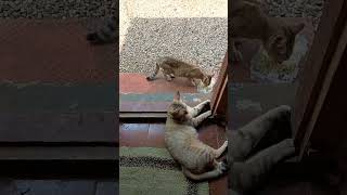 പാമയും പാനുവും 🥰#shatharilshathan #shorts #viralshorts #dog #cat