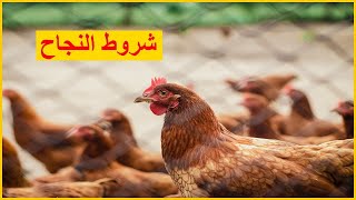 مشروع تربية الدجاج البياض | أهم شروط النجاح