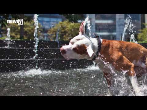 Video: Montreal Lift Kontroversial Pit Bull Ban