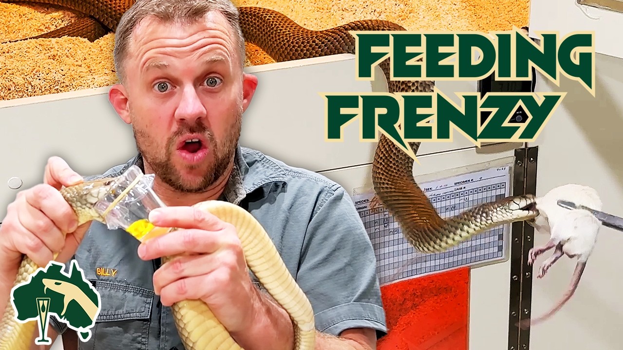 Photo inspiration: Visual Reference: Feeding Australia S Most Venomous Snakes