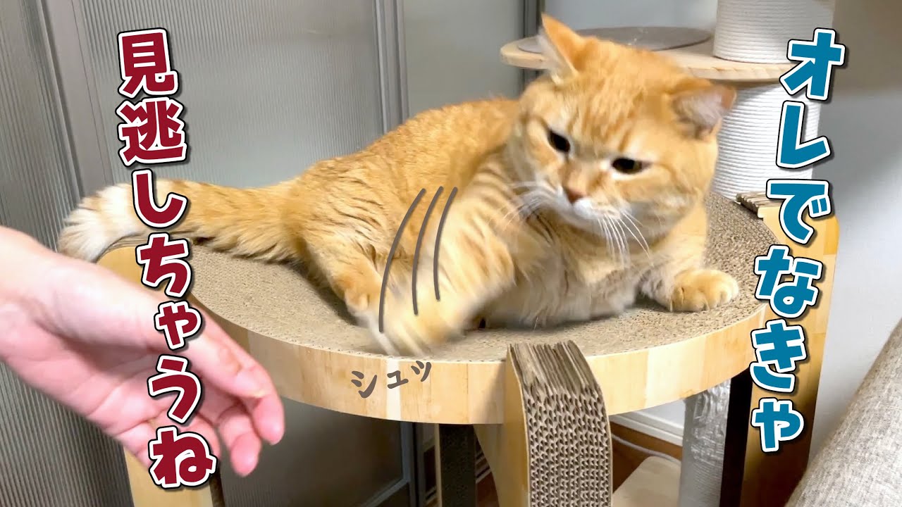 ネコパンチ maxresdefault.jpg