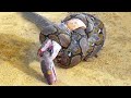 This Is Why the King Cobra Hates Other Snakes