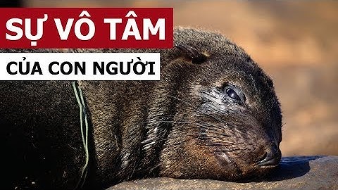 Con người đã vô tâm như thế nào? (Oops Banana Vlog #4)