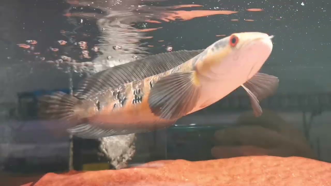 Channa​ Topia​ ปลาช่อนสีสวยงาม🐟