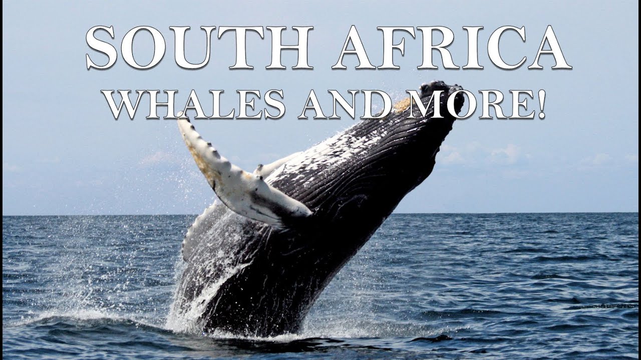 South Africa Travel Guide Westcoast, Garden Route and more, a beautiful trip in 4k.