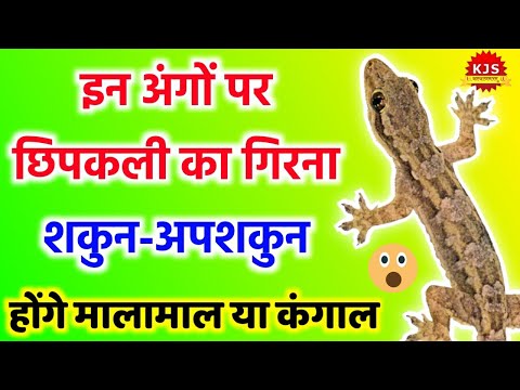 छिपकली का गिरना || जागेगा सौभाग्य || हों जाएंगे मालामाल || किन अंगों पर || शुभ व अशुभ || Kalyanmastu