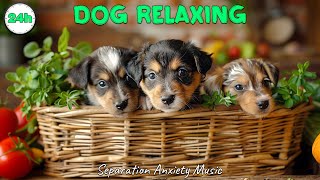 Relaxing Music for Dogs: Ultimate Calmness and Relaxation  Dog's favorite music
