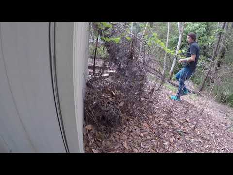 CARPET PYTHON FROM REEDY CREEK