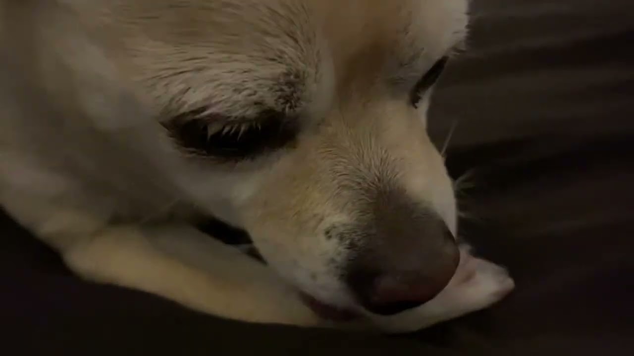 Dog licks paw ASMR 3