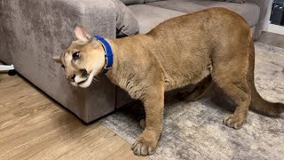 Мы Вернули Ежедневные Прогулки С Пумой Мессион Счастлив Вернуться Домой И Просит Снять Ошейник