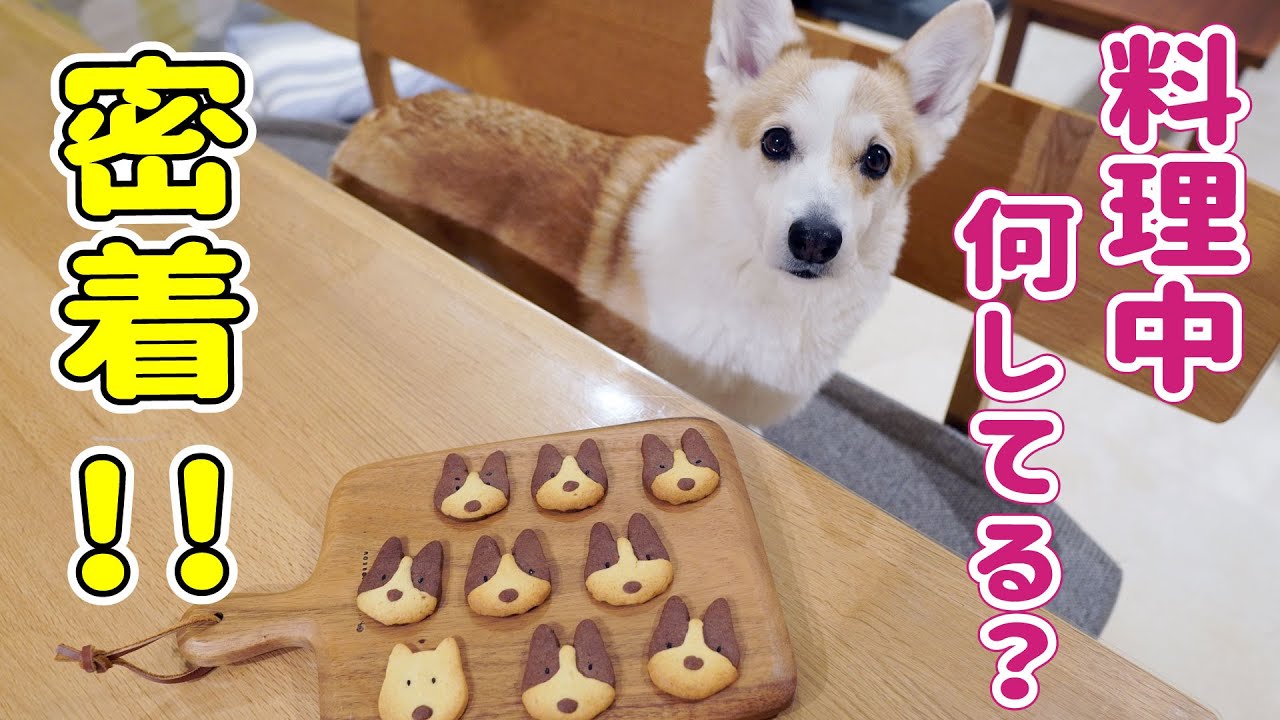 マイペースコーギーとコーギーのクッキーづくり - YouTube