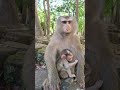 Fanta: Baby Monkey in Action Drink Milk #Protect@Monkeys #abandonedmonkeys #Newbornbabymon