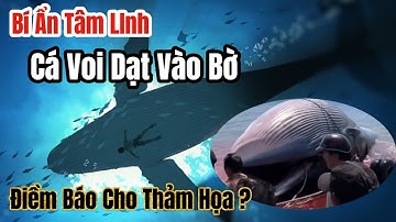 Cá Ông Dạt Vào Bờ Dài 11 Mét Ở Phan Thiết: Điềm Báo Gì Từ Biển Cả?