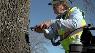 Urban Forest Master Plan