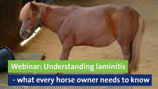 Webinar: Understanding laminitis - what every horse owner needs to know