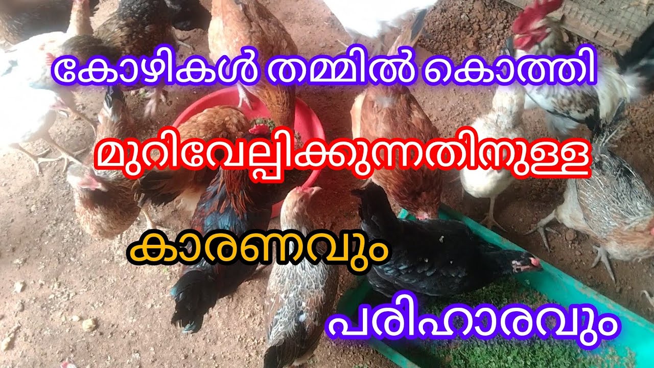 കോഴികൾ പിൻ ഭാഗം കൊത്തി മുറിവാക്കുന്നത് എന്ത് കൊണ്ടാണ്. #കോഴി വളർത്തൽ #HAMDAN Vlogs