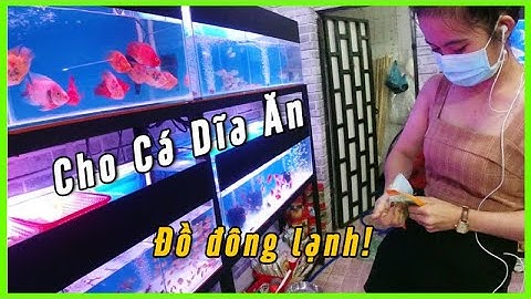 Em gái Xinh Cho Cá Dĩa Ăn Trùn Huyết - Đi Mua Cá Cảnh tại cửa hàng Bán Cá Cảnh Thuỷ Sinh (P3)