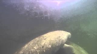 Baby manatee squeaks for mommy