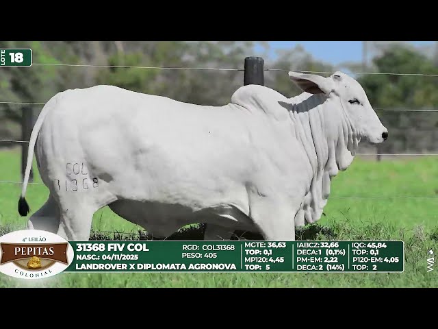 LOTE 18   31368 FIV COL
