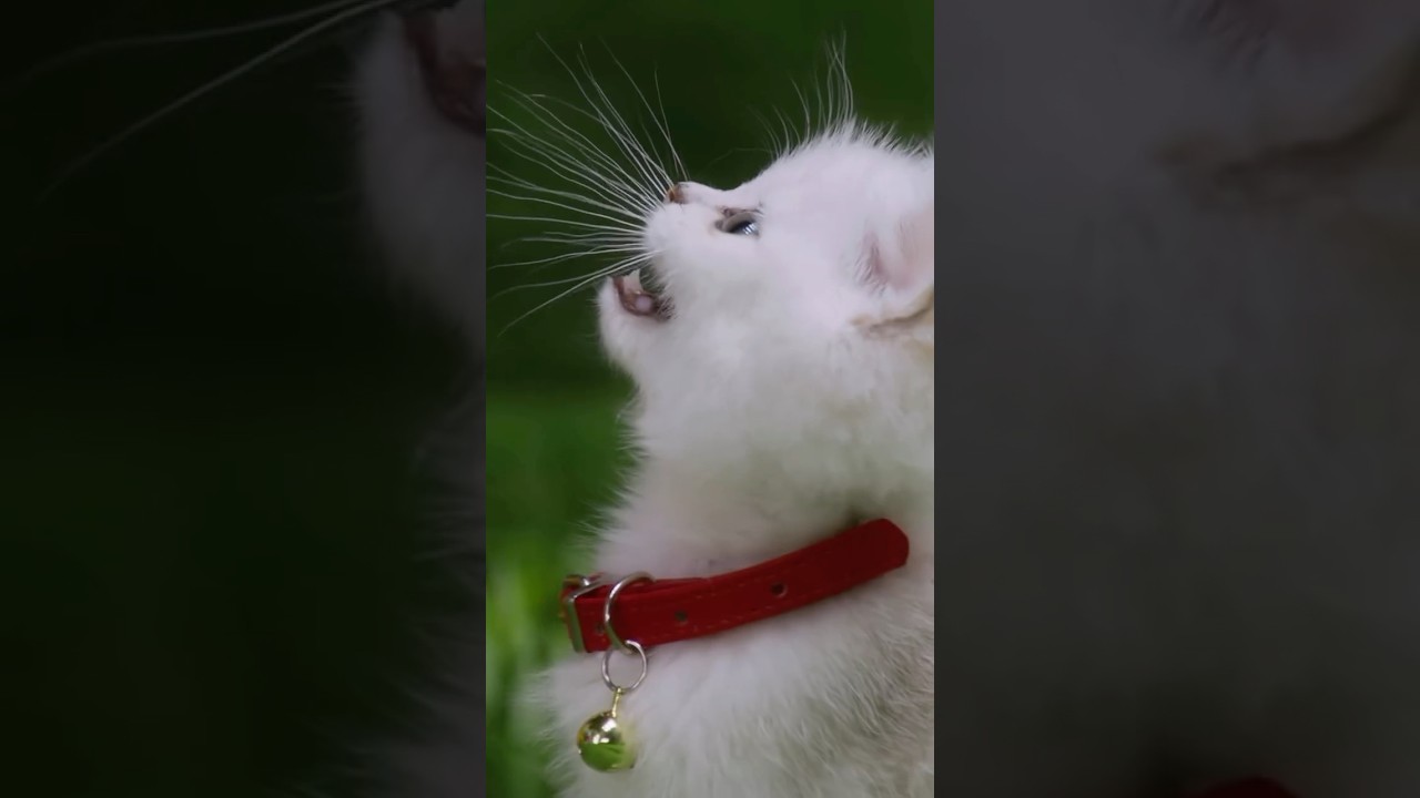 Mittens Dance MODE ON! 🐈 🚨 