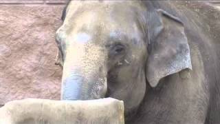Denver Zoo's Asian Elephants Enjoy Their New Yards
