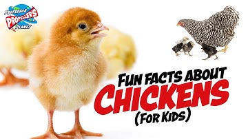 Chicken Facts for Kids! 🥚🐓