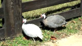 Chestatee Wildlife Preserve & Zoo