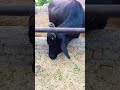 buffalo farming, buffalo talaab, buffalo cartoon, bhains wala cartoon,#cows #animals #buffalo