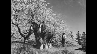 That Mysterious Individual - Yowie ( Bigfoot ) sightings near Orange in 1905