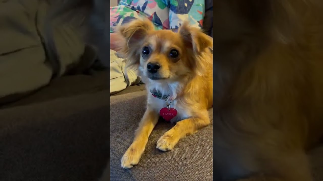 Vdara City Corner Suite with the dogs, just more of the suite. It was great 😊