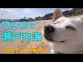 【ひとりと1匹車中泊】ワンコと瀬戸内海を見ながら行き当たりばったり