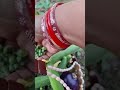 मददगार और वफादार लोगों की कहानी #motivation #motivational #shorts #ytshorts #organicgardening #viral
