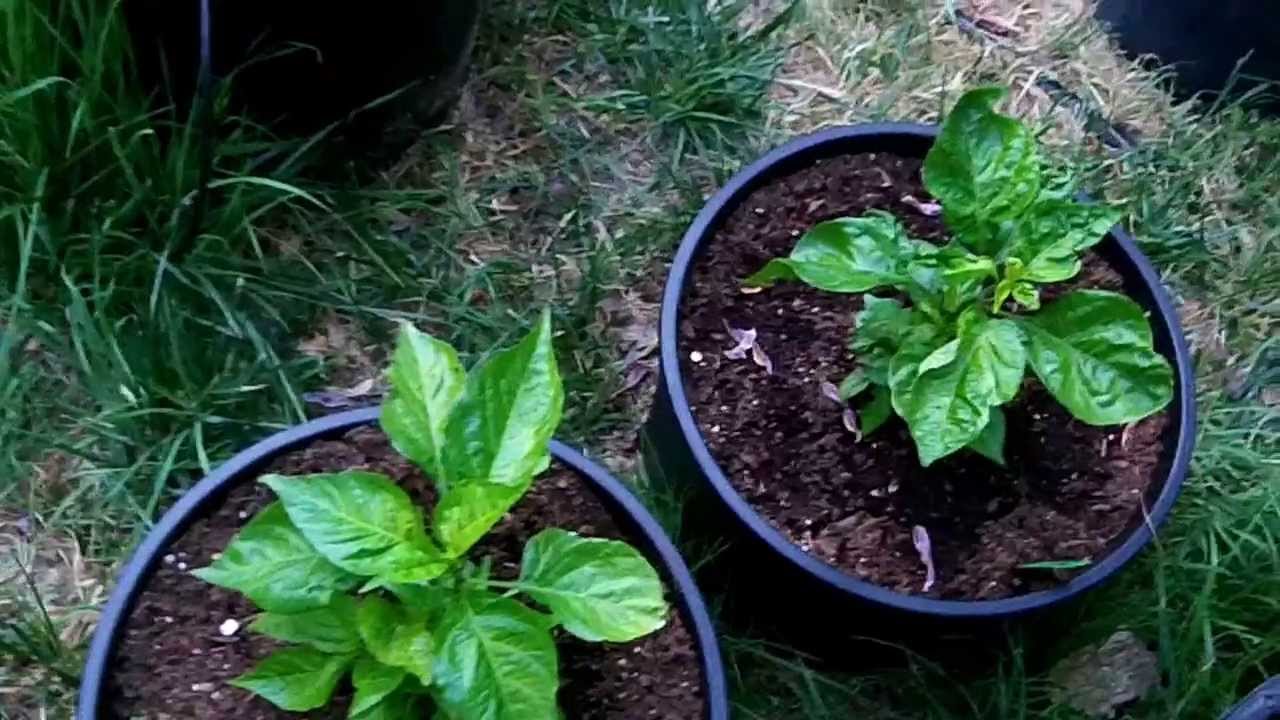 chilli garden 2013 YouTube