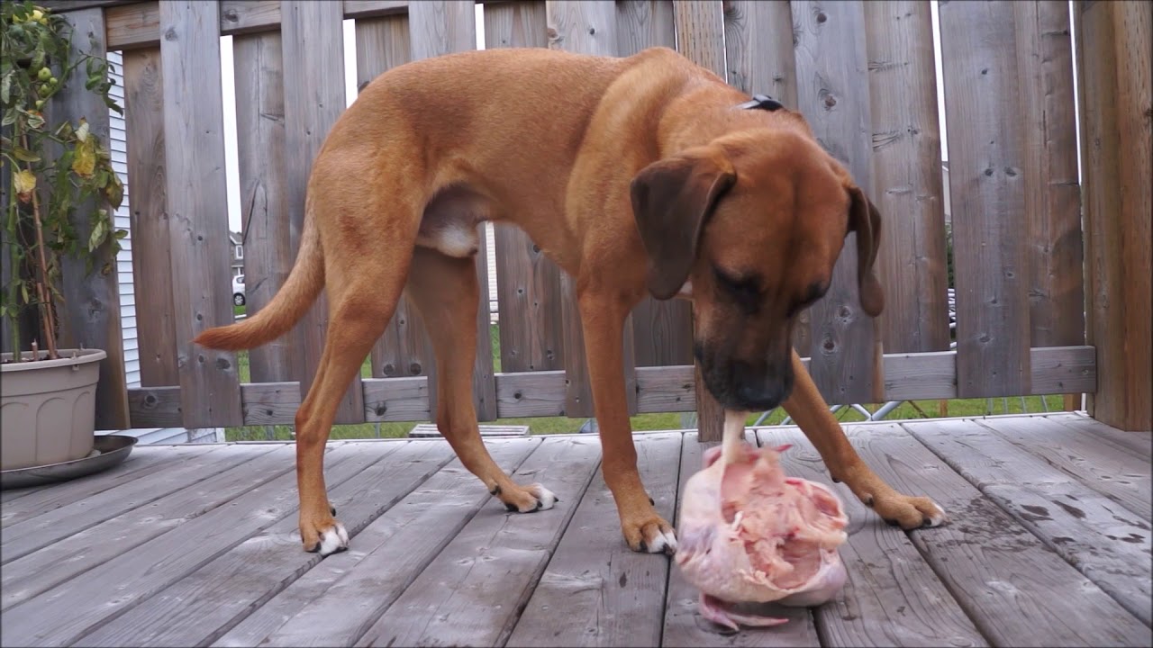 dog eats whole chicken