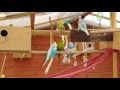 My Budgies Today 11th August 2017