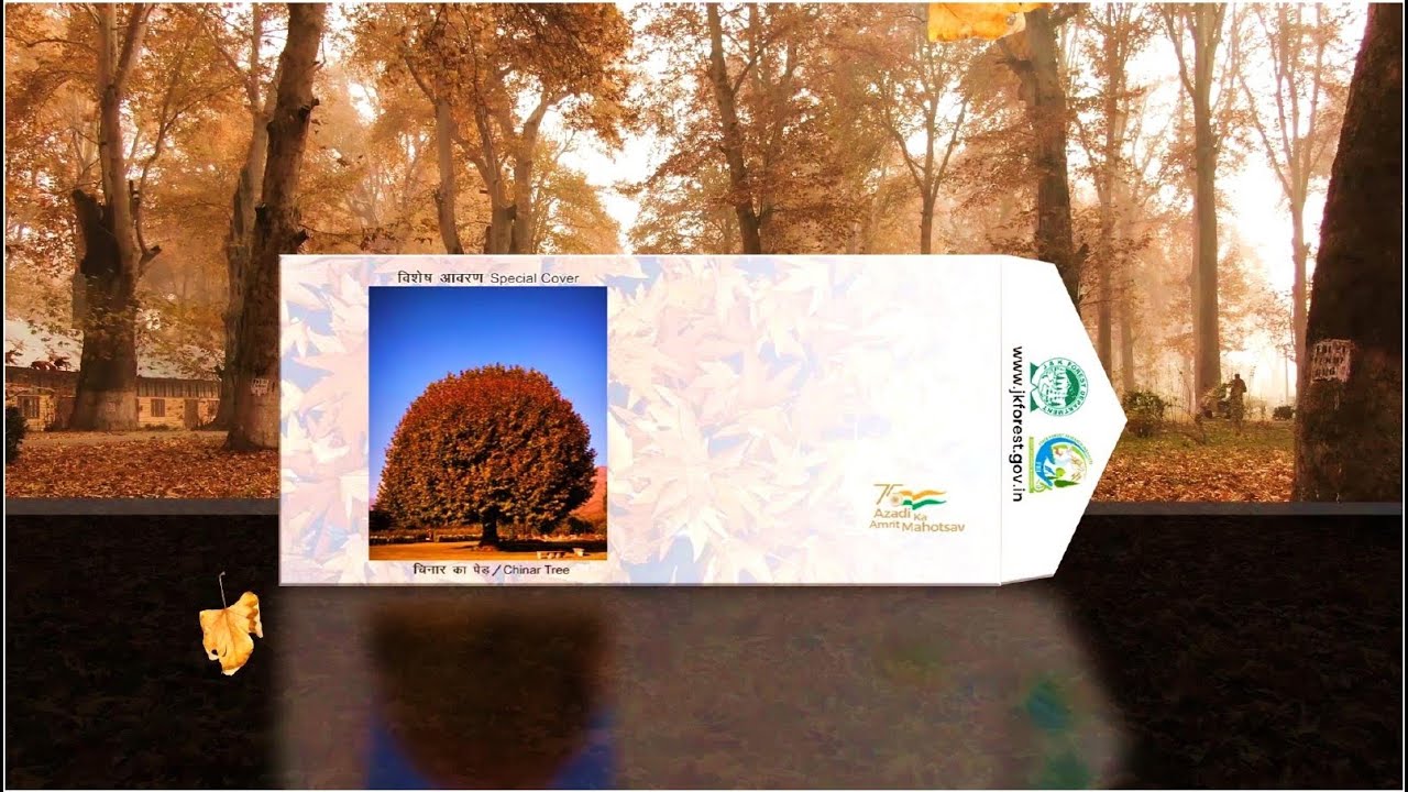 Special Cover on Chinar - 2022
