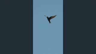 Purple Martin flying  20260816 North Vancouver sony ZVE10ii by Dr Lu #documentary #birds