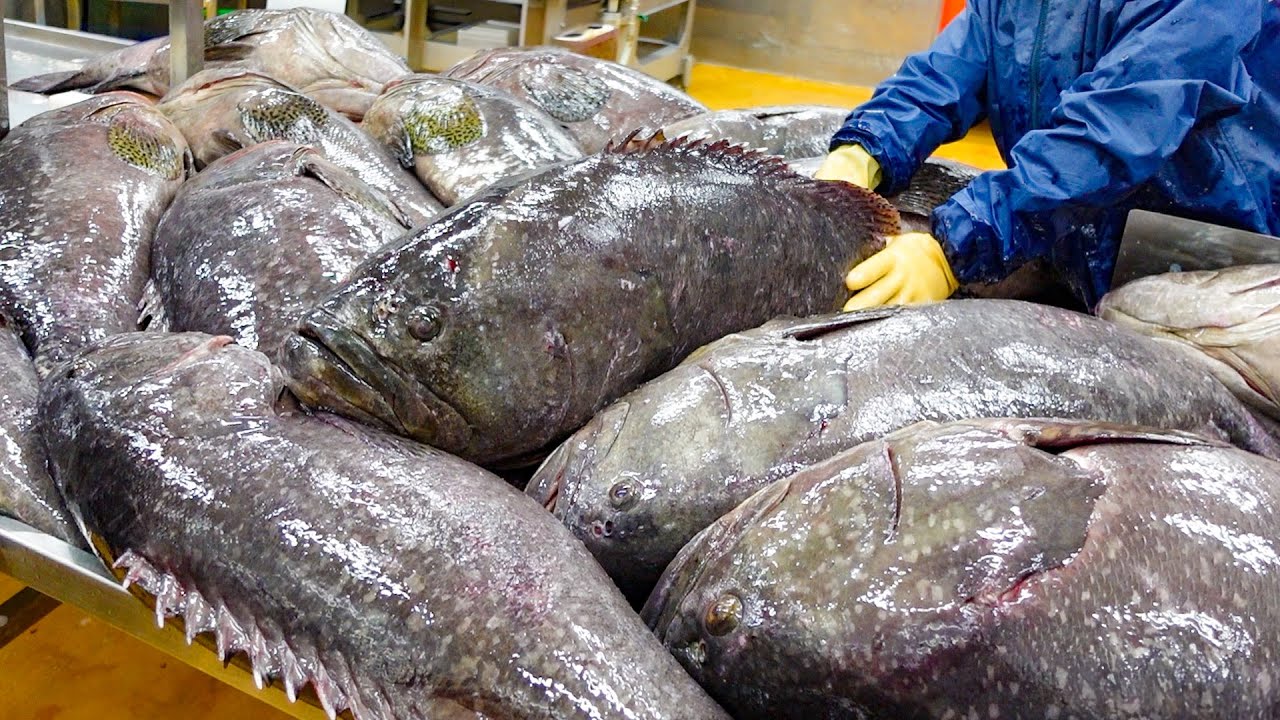 ⁣Monster Fish! Giant Grouper Cutting Processing Plant / 龍膽石斑加工廠 - Taiwan Seafood Factory