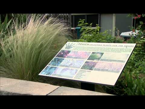 ვიდეო: სენსორული ბაღის დიზაინის იდეები: როგორ შევქმნათ სენსორული ბაღი