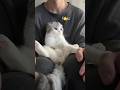 😽 #cat