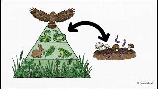 Fundamentos de Ecología: Relaciones tróficas, ciclos biogeoquímicos y sostenibilidad
